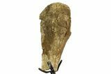 Fossil Hadrosaur Metatarsal Section w/ Metal Stand - South Dakota #354323-2